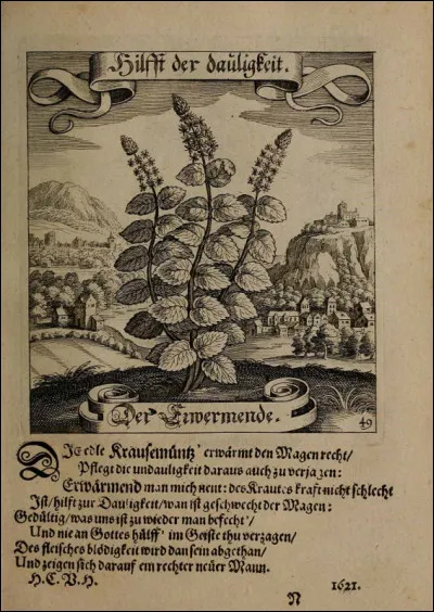 On connaissait déjà la menthe au Moyen Âge.