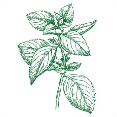Il existe une dizaine de variétés différentes de menthe.