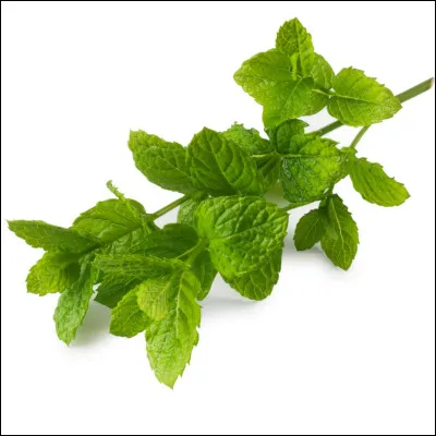 La menthe peut être utilisée comme plante médicinale.