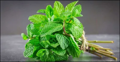 La menthe ne favorise pas la digestion.