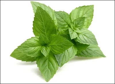 On ne trouve pas de fer dans la menthe.
