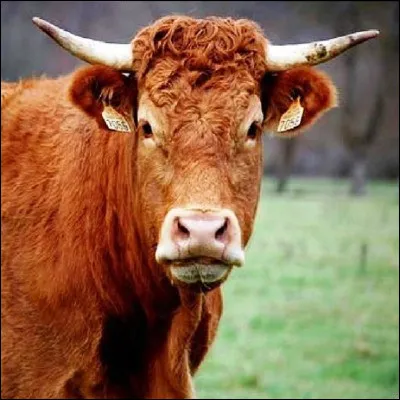 Quel ruminant porte un nom scientifique voulant dire "b�uf qui grogne" car il grogne au lieu de meugler ?