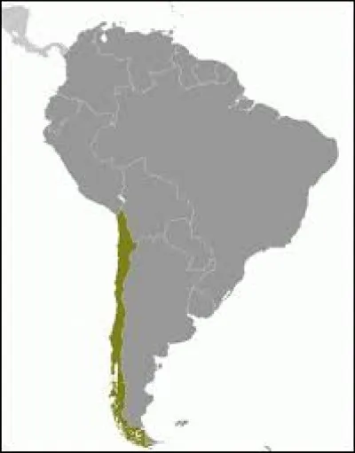 Et pour finir notre voyage culturel en beauté, nous avons rendez-vous au Chili. Sa longueur m'impressionne. Peux-tu me dire la taille de sa longueur ?