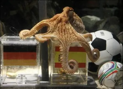 Poulpe, pronostiqueur, excellent