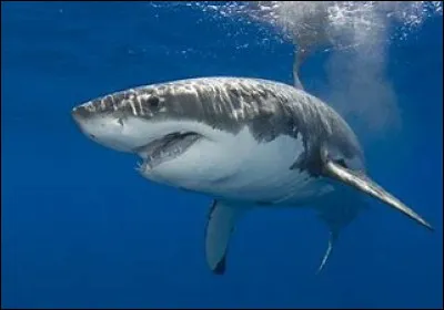 Qu'est-ce que c'est ?