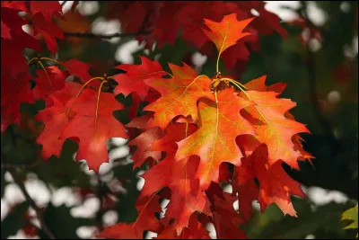 Dans quel pays la révolution d'Octobre s'est-elle déroulée ?