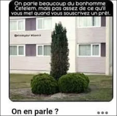 Arbres / symbolique : 
De ces trois conifères, lequel symbolise, dans le langage des fleurs, la tristesse et le deuil ?