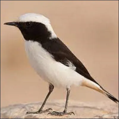 Animaux : 
Petit passereau, le traquet deuil voit son aire de répartition s'étendre de l'Afrique du Nord...