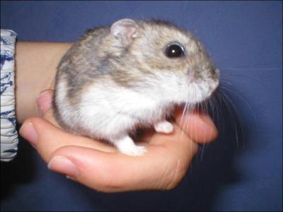 Cet animal est un hamster, mais de quelle origine ?