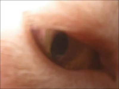 A quel animal appartient cet oeil ?