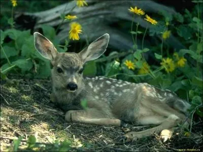 Cet animal est le petit de la biche et du cerf, c'est donc...