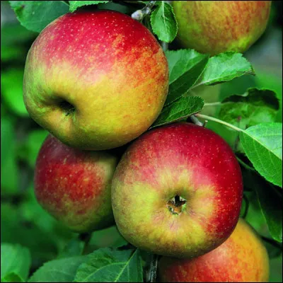 N'oublions pas cette belle-là ! Elle se cultive en France dans le département du Jura dont elle est originaire.