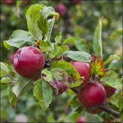 Cette jolie pomme a une chair rougie par endroits près de la peau et un jus rose.
En raison de la couleur de sa peau, elle porte un nom diabolique !