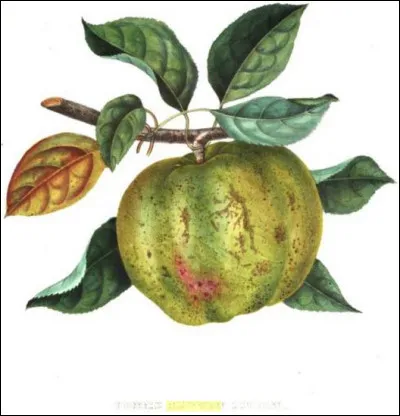 Dans quel État américain (le 4e le plus peuplé) la reinette de Newton fut-elle découverte durant la 2de moitié du XVIIe siècle ?