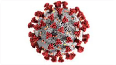 Monde : Quel animal est suspecté d'être à l'origine du virus de la Covid ?