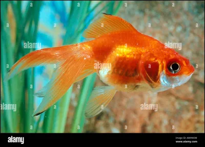 Quel animal vit sous l'eau ?
