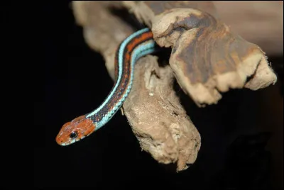 Quel animal est un reptile qui n'a pas de pattes ?