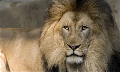 Quel animal est considéré comme "le roi des animaux" ?