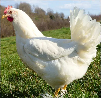 Quel animal produit des ufs ?