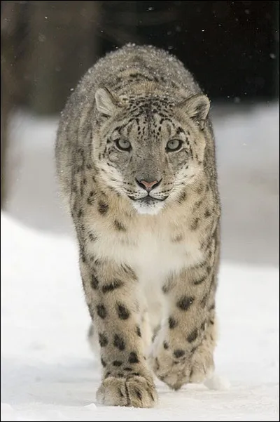 Le léopard des neiges et la panthère des neiges sont un seul et même animal.