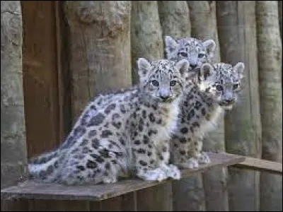 La panth&egrave;re des neiges pr&eacute;f&egrave;re les plaines aux montagnes.