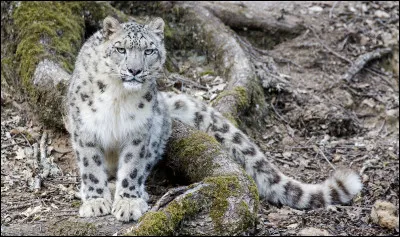 La robe de la panth&egrave;re des neiges change de couleur selon les saisons.