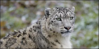 On ne trouve la panth&egrave;re des neiges qu'au Kirghizistan.