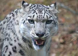 Quiz Animaux