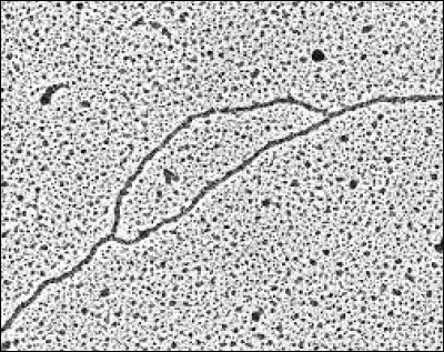La réplication de l'ADN :