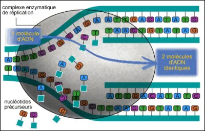 La réplication de l'ADN :