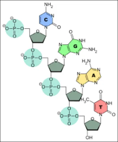 Cochez la ou les bonnes réponses.