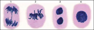 Cochez la ou les bonnes réponses.