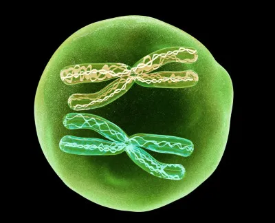 Qu'est-ce qu'une cellule diploïde ?