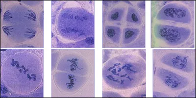 Cochez la ou les bonnes réponses.