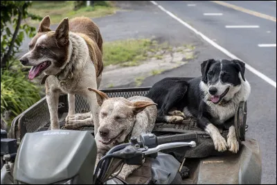 Quel est le nom du chien de Karl ?