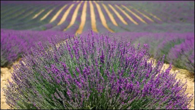 Quel est le nom du magasin de Magda, voisin de la pâtisserie de Julie ?
