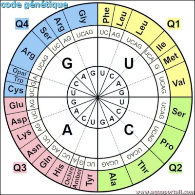 Le code génétique est :