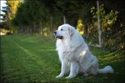 Une dernière pour la route. Quel est ce chien ?