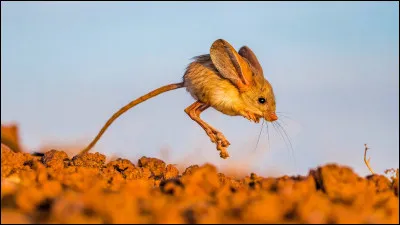 Botte à tiges, c'est la...