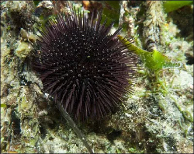 Quel est le nom de l'appareil masticateur de l'oursin ?