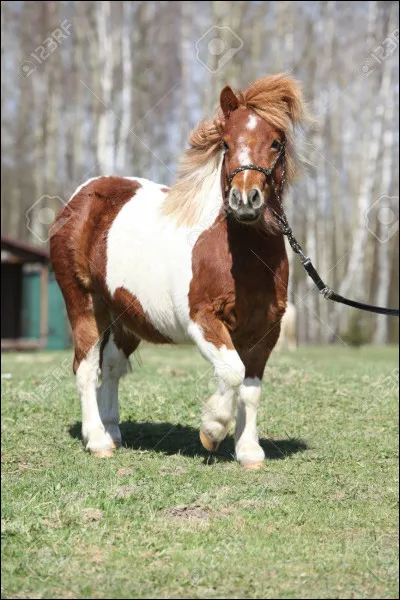 Quel est cet équidé ?