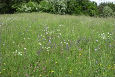 Complétez ces paroles : On est heureux comme des poissons dans l'eau !