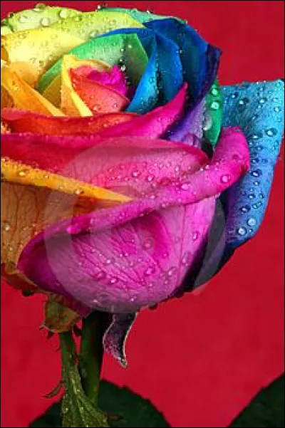 As-tu une ou plusieurs couleurs préféré ?