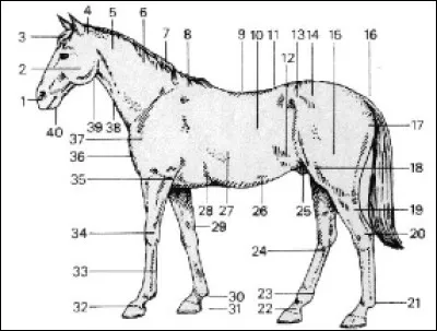 Quelle est la partie du corps numérotée 8 ?