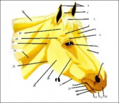 Quelle est la partie du visage n°18 ?