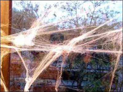 Sûrement une des décorations d'Halloween les plus répandues dans les maisons, ce sont les fausses toiles d'araignée. Comment se dit ce mot en anglais ?