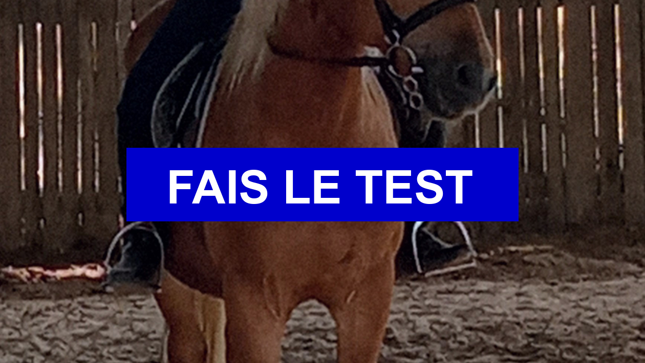 Test robe de cheval, les deux couleurs mélangées (4)