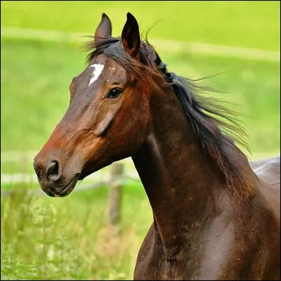 Quel dipt&egrave;re, appel&eacute; aussi mouche &agrave; cheval, a donn&eacute; son nom grec aux �strog&egrave;nes ?