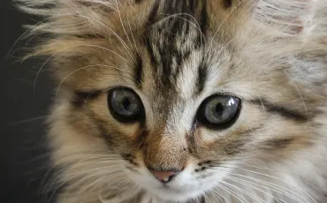 Quiz Animaux