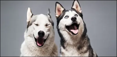 Que préfères-tu faire avec ton animal ?